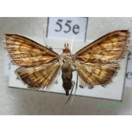 Ecpyrrhorrhoe rubiginalis (Hübner, 1796) Przezierka rdzawianka Slovakia55e